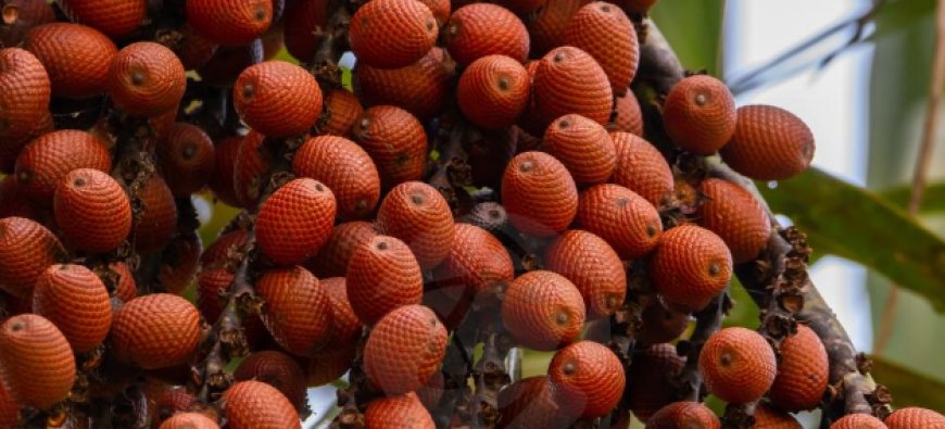 Desenvolvida no TO, farinha de buriti traz benefícios à saúde e à natureza