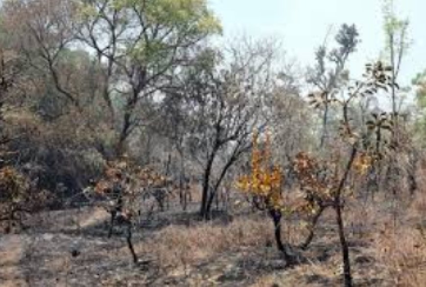 Governo Lula amplia multas para incêndios ilegais em meio a seca histórica