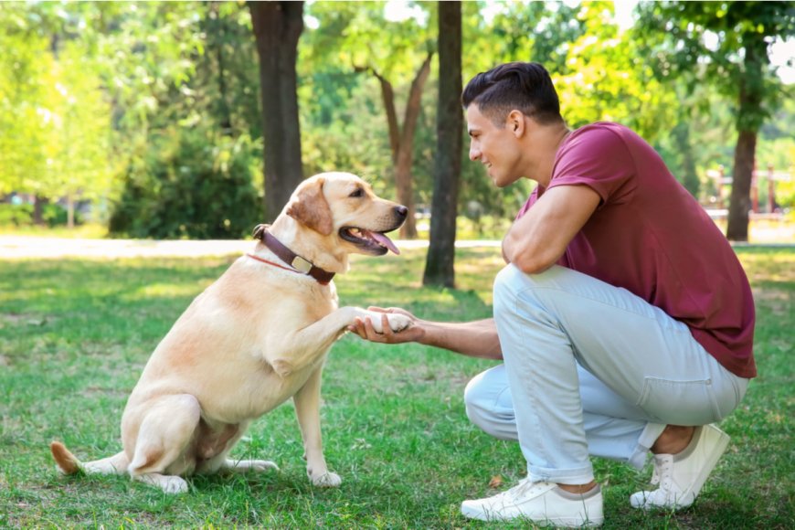 Conheça os benefícios do adestramento de pets