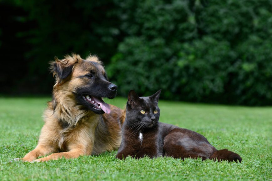 4 cuidados de higiene com cães e gatos