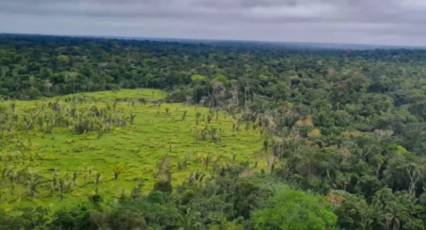 Juiz condena 3 desmatadores da Amazônia a reflorestar 150 hectares de terras devastadas